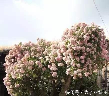  「仙人掌科」3种“便宜花”这样养一养，一年变“老桩”，开花千朵还“镇宅”