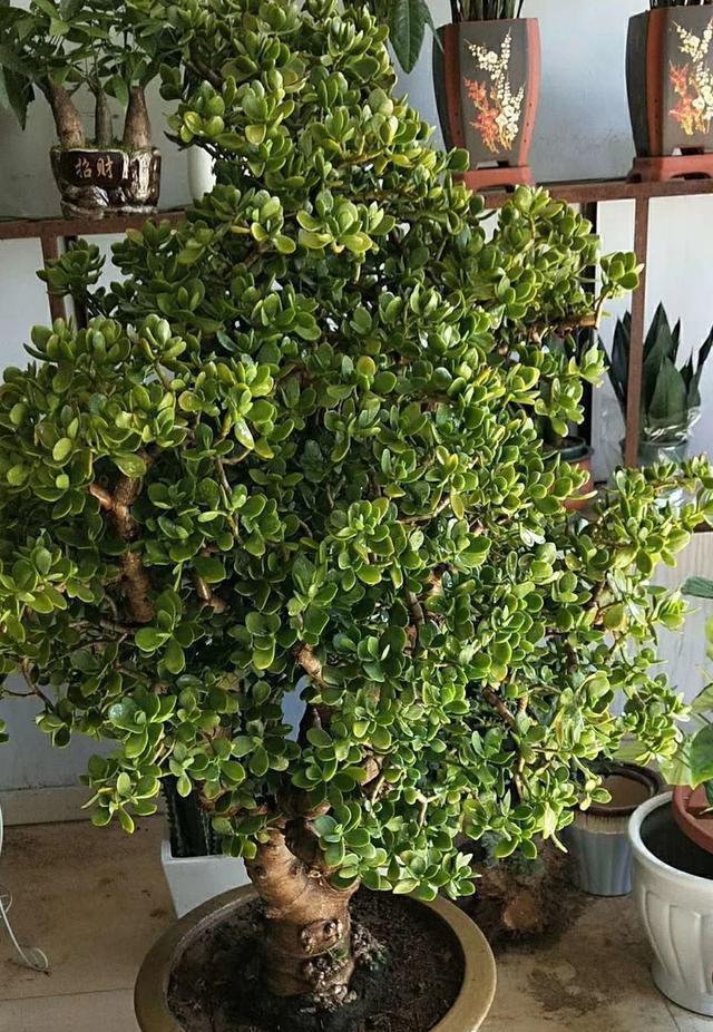 『充足』3年的玉树开花了,好兆头,玉树这样养,也能开花上千朵,美死了