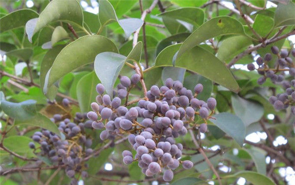  农村■这种野果酷似葡萄，用来冲茶泡酒都很好，市场上卖到15元一斤