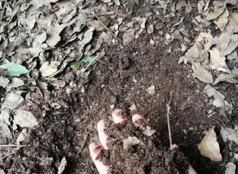  高效■花钱买高效肥，不如用它们做'基肥'，肥力足、肥效特别持久