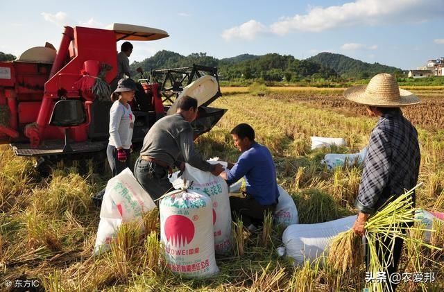 农民却让地荒着？大量粮食靠进口！袁隆平都看不下去了