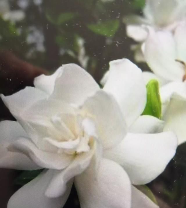  『嫁接』栀子花嫁接在枇杷树上能活吗？