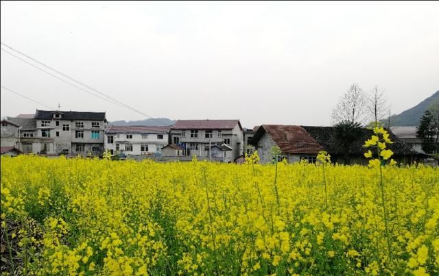  「小伙」农村小伙花70万买了两台车，不拉货，专拉污物，农户家家都喜欢。