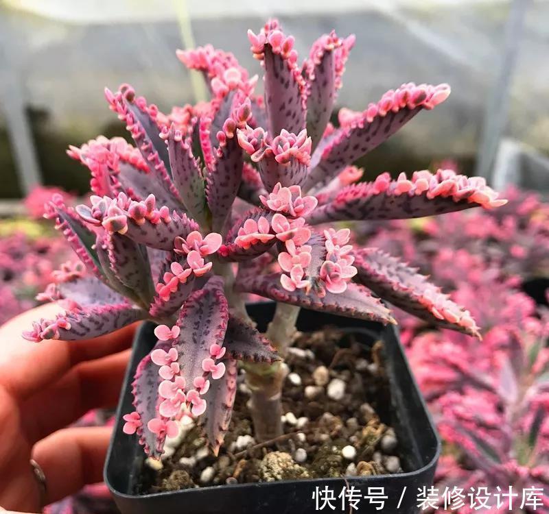  「叶子」“最丑”多肉不死鸟，丑且好养，繁殖成灾，一棵繁殖整个阳台