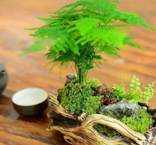 变黄|文竹生命力强但怕黄叶,几个养护方法要知道,返青快成为小竹林