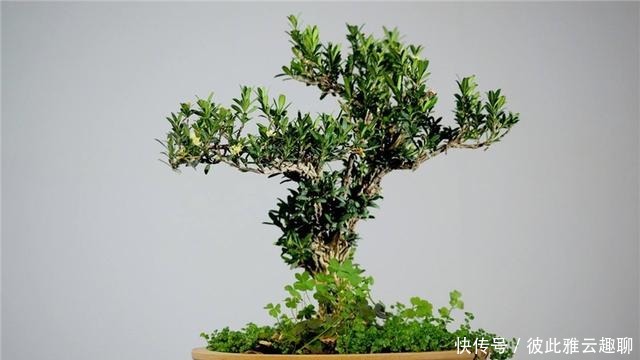 「叶片的颜色」黄杨盆景姿态优美是如何制作的?后期养护,盆景制作方法在这里