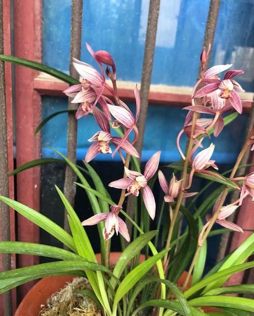  『柔美』此款花卉花期长易养活，开花四季如春，花色柔美，一次爆成花海