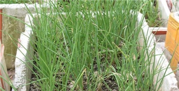 国人不愧是种菜狂魔，泡沫盒、垃圾桶里种菜比地里长得还好