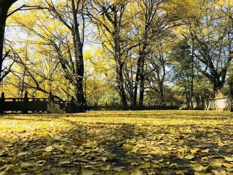 不输九寨的四季皆景,川藏线茶马古道的起点!【在线观看】
