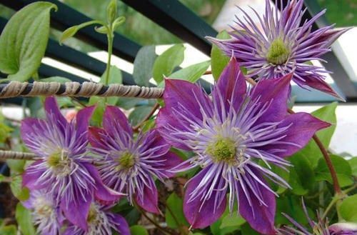  『好看』铁线莲哪种最“好看”？3个经典品种，说啥也得养，越看越喜欢