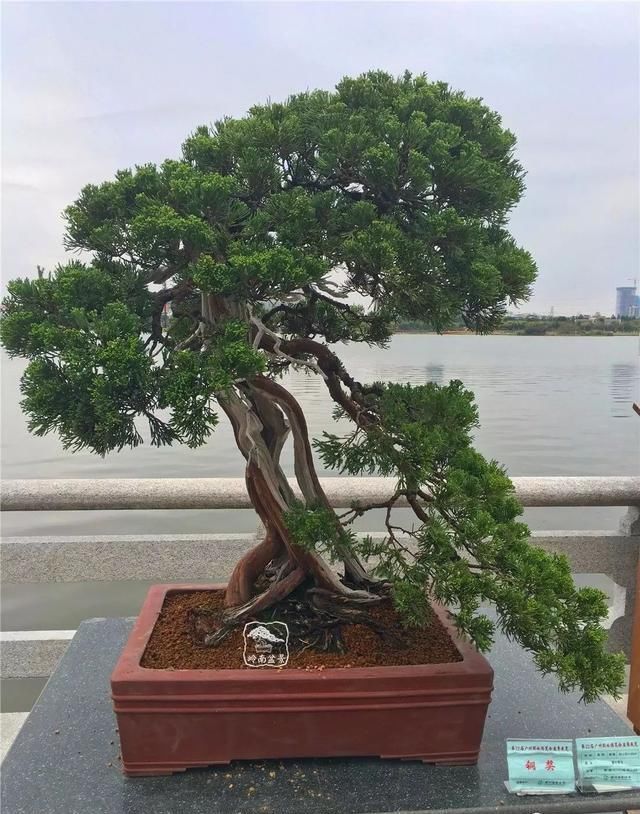 广州园艺博览会岭南盆景作品回顾