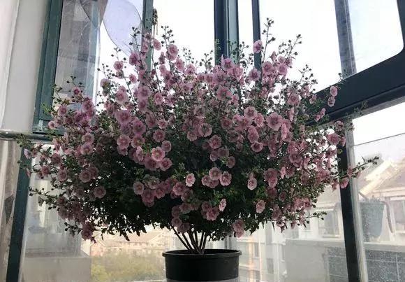 『水里』花市4种树别买,讨根枝条插水里,10天冒白根,太容易成活!