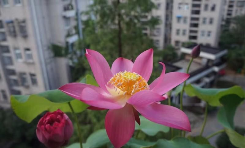  『吉利』都说这花不吉利，我却偏要养，开花后惊艳所有人！