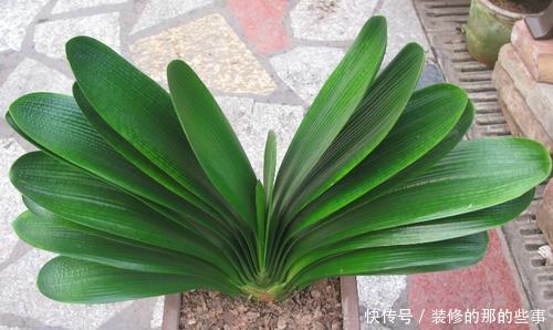  「植物」气温太高，这3种花要休眠，在养护上更要上心