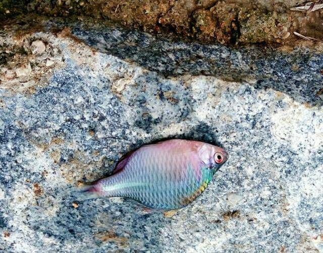  #浪费时间#鳑鲏鱼处理起来浪费时间怎么办？吃货告诉你妙招，让你想吃就吃！