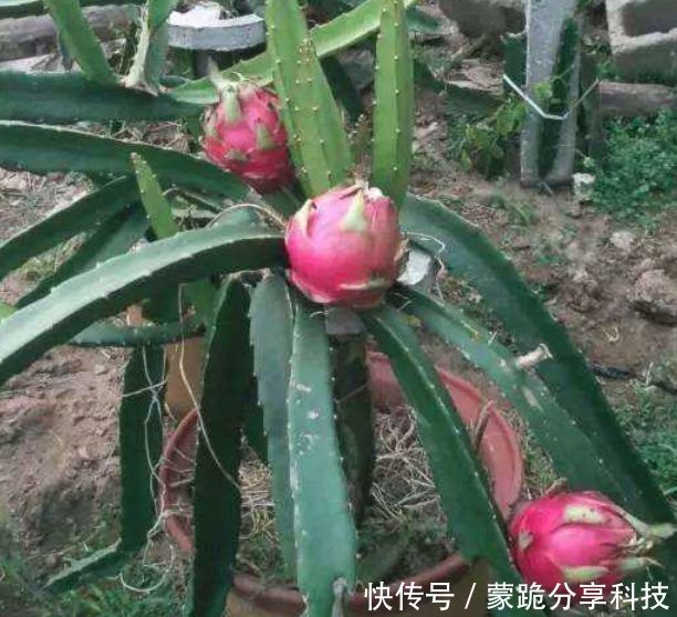  果子@“火龙果”盆栽不结果？是因为少了这一步，加一步果子挂满枝！