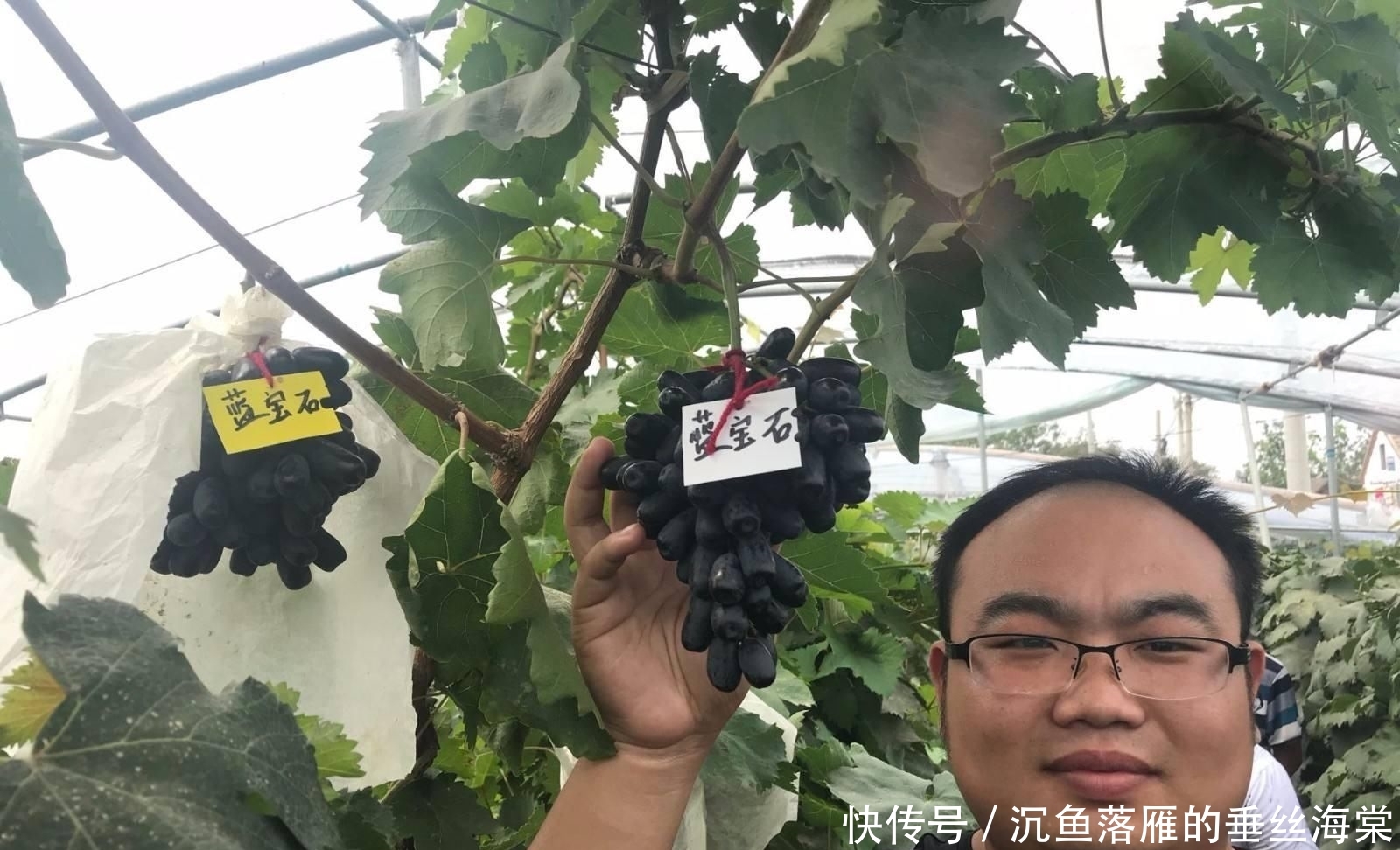 「空地」院子里有空地,此果树要种1棵,插土里就能活,好养似绿萝