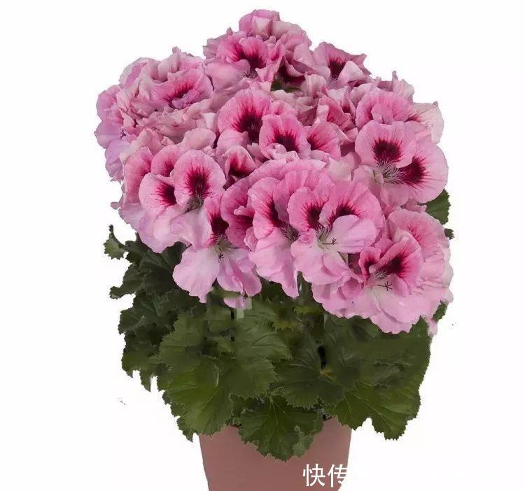 每种■110种天竺葵，每种都超美，看看你认识多少种？