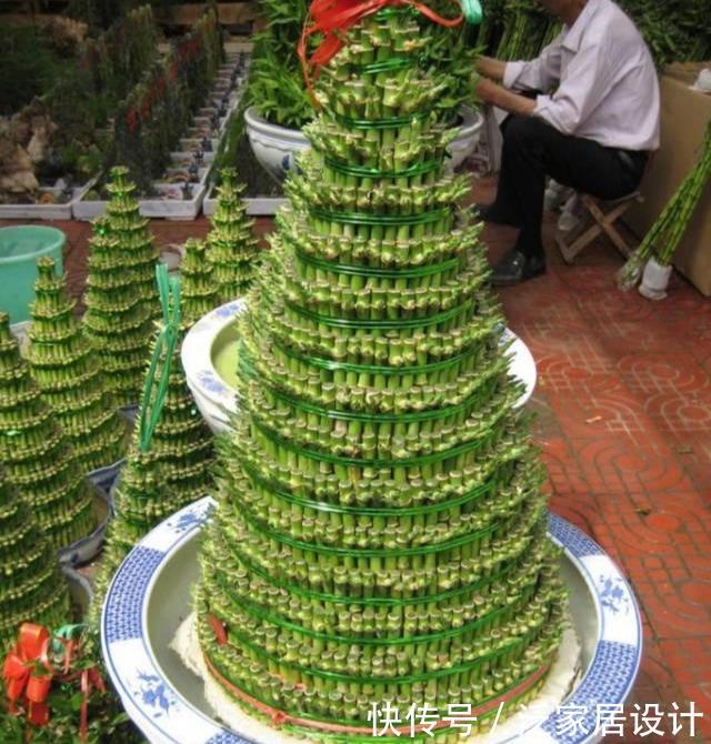 『兴旺』客厅一盆镇宅花,美化家居,旺家宅,越养越兴旺