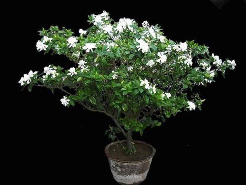  【实用】给植物晒太阳，避免以下几点，让植物越长越旺，很实用的技巧