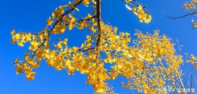 秋风肃起,大雁南飞,银杏开始了一年中最华丽的篇章