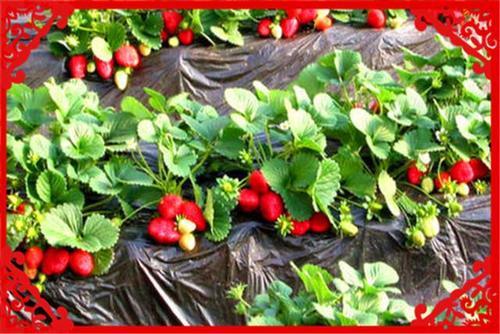  【葡萄】目前农村，一亩地收入过万的种植业有哪些？这几个方面