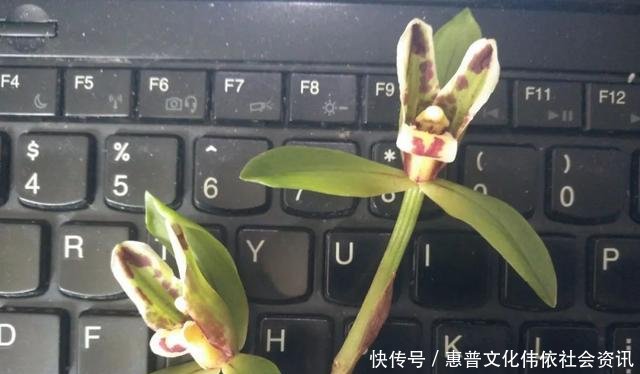  【生长期】兰花生长期停滞，或者生长缓慢，如何处理