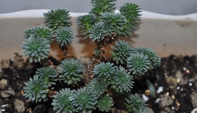  『知识』养球松的很多，想它更美观，需了解修剪知识，什么时候进行呢？