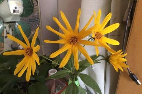 #芋头#这植物上面开灿烂菊花,下面结出大块芋头,谁看了都觉得难以置信