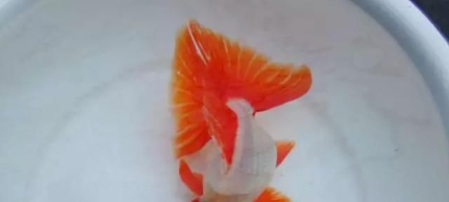  铁包金金@8种鱼，少折腾少喂食，状态反而更好，越养越出彩！