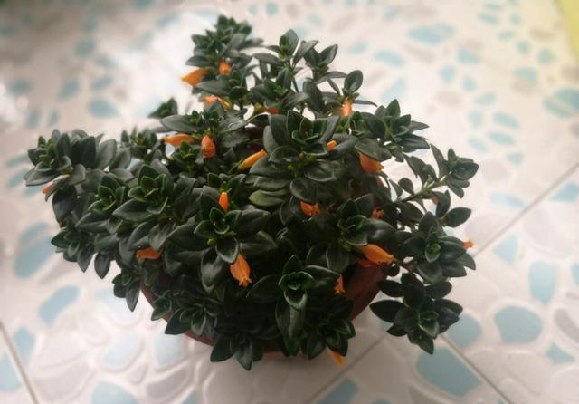 「养护」阳台养1盆这种花,比金边吊兰漂亮,1个种植诀窍,叶翠绿开花多