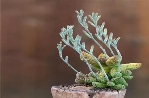  [植物]史上“最萌植物”的变态版来袭！