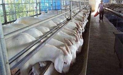 农村养殖户减少，为什么越来越多人不看好养殖行业呢