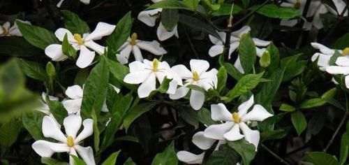  『栀子花』春天养花选它，越晒越开花，香味更浓郁，是家庭盆栽佳品！