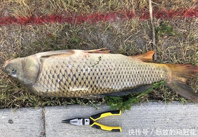  『玉米』用自制玉米钓饵在野塘钓鲤鱼，20分钟斩获11磅11盎司的大鲤鱼！