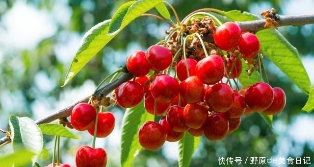  【合适】农村老家院子种什么树合适？老农：这4种树，千万别错过