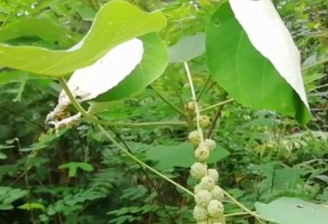  「叫法」农村路边常见的植物“白背叶”，如今药用价值高，就问