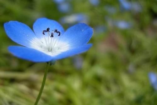  『喜欢』喜欢菊花，就养盆“珍稀名菊”千尺飞流，似飞流直下，壮观高贵