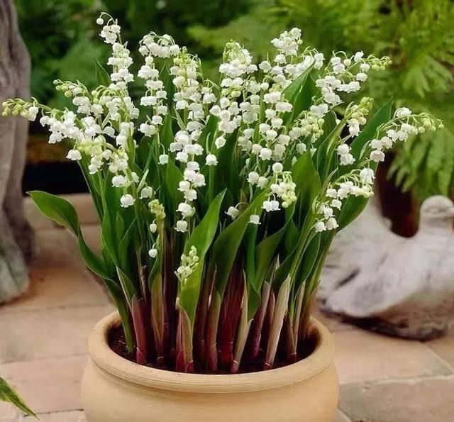  『天使』喜欢白色？这五种“洁白花”不可错过，美如雪中天使
