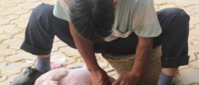  「猪崽」农村走街串巷劁猪的行业消失了，那现在养猪都怎么做？