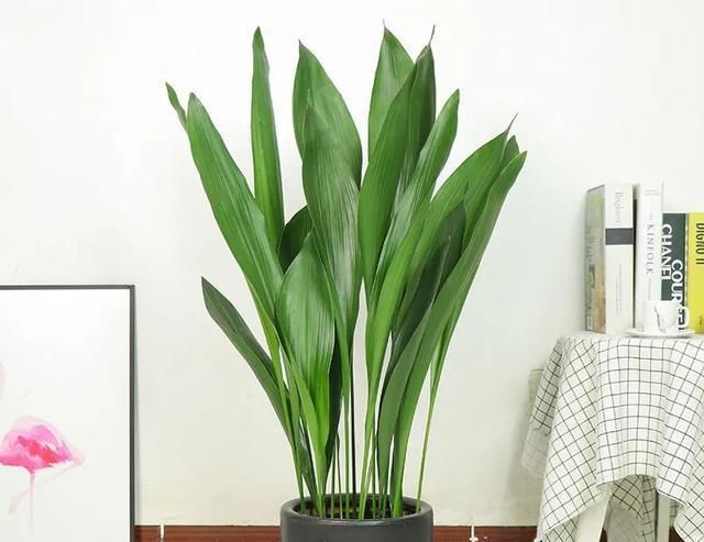  #花盆#大而深的花盆适合养什么花？教你预防积水烂根的办法