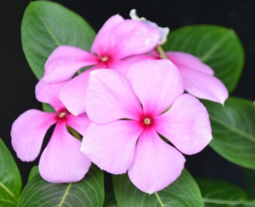  「放在」5款不怕热的花，放在阳台一晒，开花一茬接一茬，轻松爆成花海