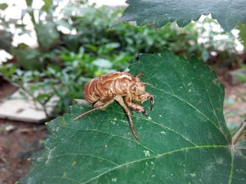 增加果园收益有方法，里面可以养殖知了猴，还可以养鸡