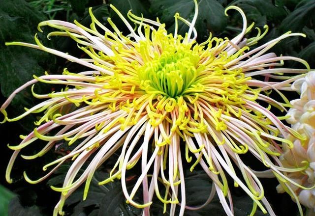  看起来：如果你喜欢赏花，你可以养一盆桃花柳绿的《珍稀名菊》，看起来像阳光灿烂
