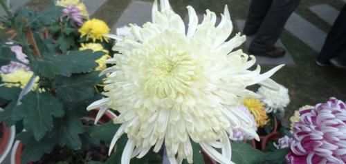 【优良】喜欢玫瑰,那就养”优良名菊“碧海英姿,花色鹅黄,赏心悦目!