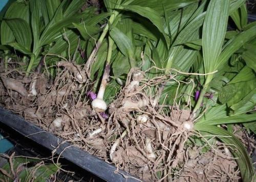  「值钱」1种野生的杂草有“大块茎”，被称为“白芨”，值钱还珍贵，别挖