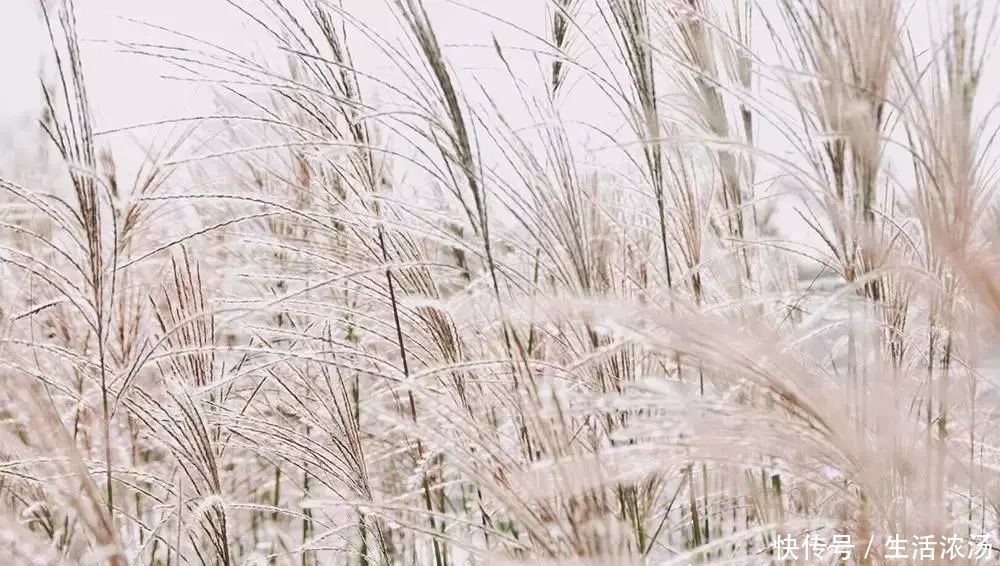 蒹葭苍苍,白露为霜。所谓美景,在此一方