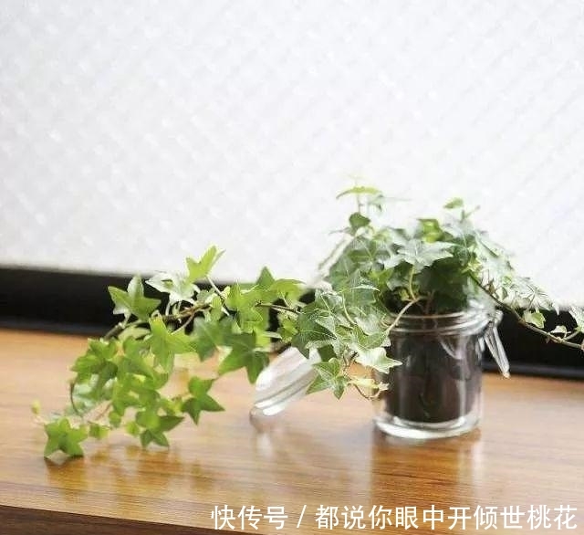  『盆栽』既然喜欢水培, 那就要学会如何养好水培盆栽中的“水”!