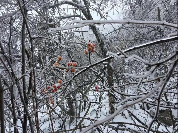 这次，你有错过绿春湖的雪景吗？那种美，简直难以名状……