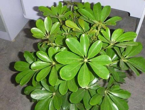  『灰尘』4种花能吸附灰尘、造氧气，再贵也得在家中摆1盆，花越养人越健康